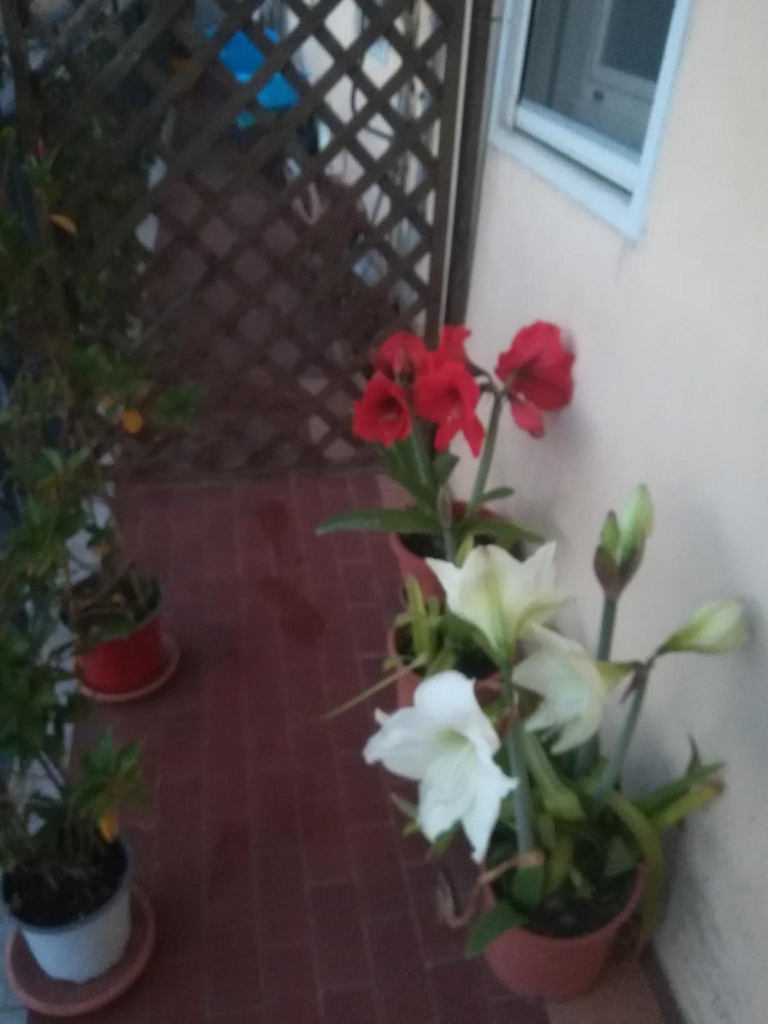 Casa Silvia Hotel Caltagirone Eksteriør billede